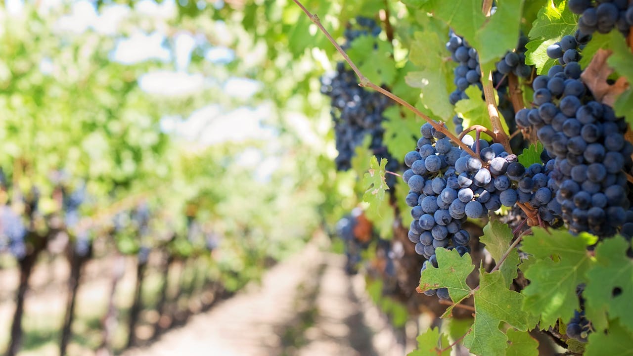 Las 5 mejores bodegas para visitar en Ribera del Duero