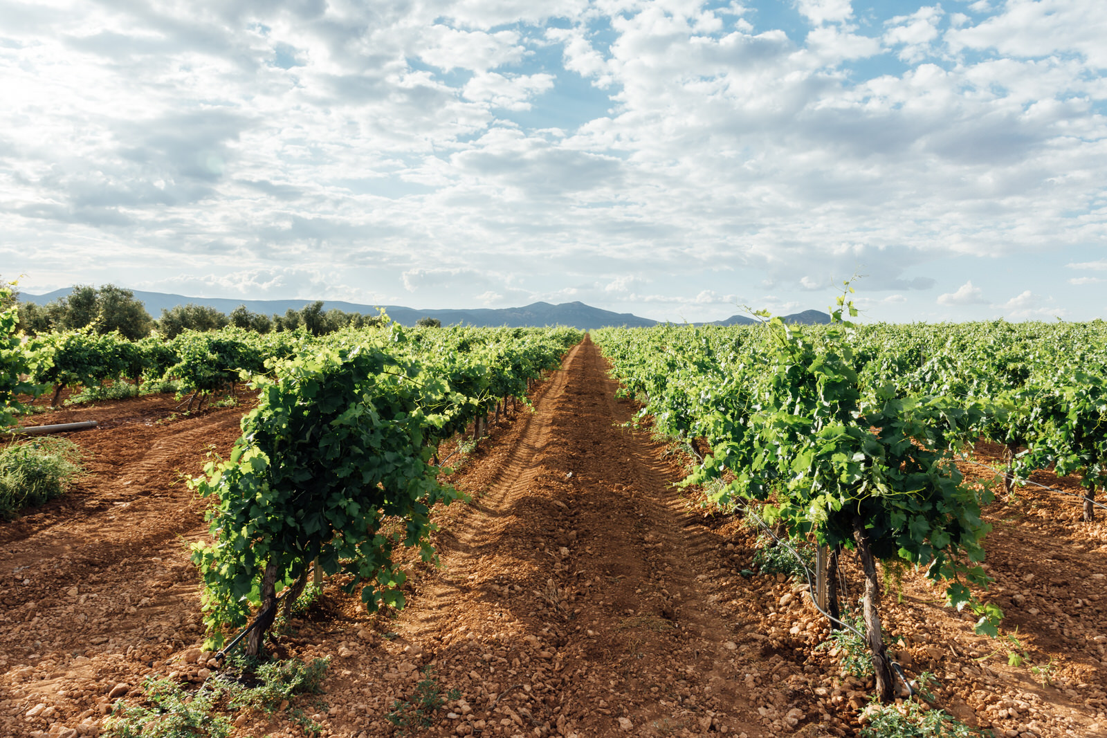 Un campo típico de viñedos